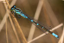 Mond - Azurjungfer, Coenagrion lunulatum, erwachsenes Männchen (3).