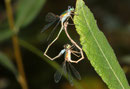 Paarungsrad der Kleinen Binsenjungfer, Lestes virens.