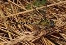 Westliche Zangenlibelle, Onychogomphus forcipatus unguiculatus, erwachsenes Weibchen (4).