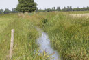 Helm - Azurjungfer, Coenagrion mercuriale, Lebensraum (1).