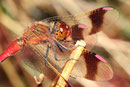 Gebänderte Heidelibelle, Sympetrum pedemontanum, erwachsenes Männchen (4).
