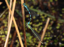 Speer - Azurjungfer, Coenagrion hastulatum, Pärchen in Tandemformation.
