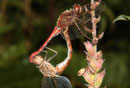 Gemeine Heidelibelle, Sympetrum vulgatum, Kopula (3).