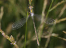 Gemeine Binsenjungfer, Lestes sponsa, junges, andochromes Weibchen.