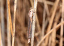 Sibirische Winterlibelle, Sympecma paedisca, junges Weibchen.