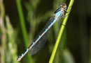 Gemeine Becherjungfer, Enallagma cyathigerum, Weibchen in der blauen Variante.