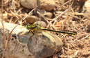 Gelbe Keiljungfer, Gomphus simillimus, 