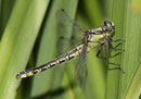 Gemeine Keiljungfer, Gomphus vulgatissimus, erwachsenes Weibchen.