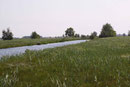 Hauben - Azurjungfer, Coenagrion armatum, Lebensraum (1).