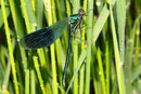 Gebänderte Prachtlibelle, Calopteryx splendens, junges Männchen im Regen.