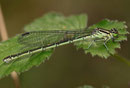 Speer - Azurjungfer, Coenagrion hastulatum, erwachsenes Weibchen (3).