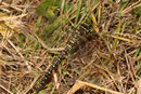 Torf-Mosaikjungfer, Aeshna juncea, erwachsenes Weibchen.