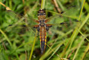 Vierfleck, Libellula quadrimaculata, junges Weibchen.
