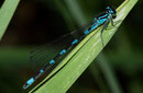 Fledermaus - Azurjungfer, Coenagrion pulchellum, erwachsenes Weibchen.