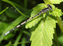 Gemeine Becherjungfer, Enallagma cyathigerum, junges Männchen.
