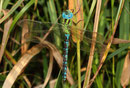 Ein erwachsenes Männchen der Grünen Mosaikjungfer, Aeshna viridis, (1)