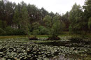 Vorhandene Schwimmblattvegetation kann von Vorteil sein.