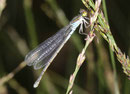 Kleines Granatauge, Erythromma viridulum, erwachsenes Weibchen (2).
