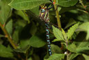 Torf-Mosaikjungfer, Aeshna juncea, erwachsenes Männchen (1)