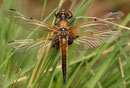 Vierfleck, Libellula quadrimaculata, junges Männchen (1).