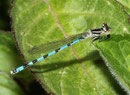 Helm - Azurjungfer, Coenagrion mercuriale, junges Männchen.