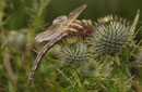 Braune Mosaikjungfer, Aeshna grandis, junges Weibchen, Seitenansicht.