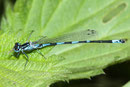 Fledermaus - Azurjungfer, Coenagrion pulchellum, Männchen mit Beute.