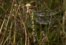 Blaugrüne Mosaikjungfer, Aeshna cyanea, erwachsenes Weibchen (2).
