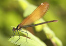 Gebänderte Prachtlibelle, Calopteryx splendens, junges Weibchen.