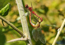 Blutrote Heidelibelle, Sympetrum sanguineum, Kopula (1).