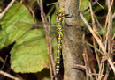 Blaugrüne Mosaikjungfer, Aeshna cyanea, erwachsenes Weibchen (1).