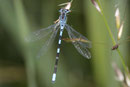 Gabel - Azurjungfer, Coenagrion scitulum, erwachsenes Männchen (3).