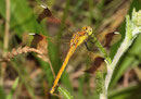 Gebänderte Heidelibelle, Sympetrum pedemontanum, junges Weibchen (1).
