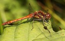 Große Heidelibelle, Sympetrum striolatum, erwachsenes Männchen (1).