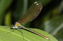 Gebänderte Prachtlibelle, Calopteryx splendens, erwachsenes Weibchen (3).