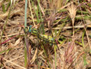 Gelbe Keiljungfer, Gomphus simillimus, Kopula.