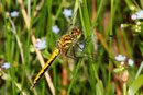 Schwarze Heidelibelle, Sympetrum danae, erwachsenes Weibchen.