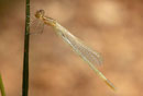Gabel - Azurjungfer, Coenagrion scitulum, frisch geschlüpftes Männchen.