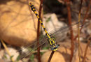 Große Zangenlibelle, Onychogomphus uncatus, erwachsenes Männchen (1).