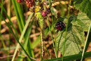 Grüne Mosaikjungfer, Aeshna viridis, erwachsenes Weibchen (4).