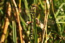Erwachsenes Weibchen der Blaugrünen Mosaikjungfer, Aeshna cyanea.