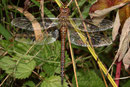 Herbst-Mosaikjungfer, Aeshna mixta, erwachsenes Weibchen (3).