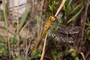 Große Heidelibelle, Sympetrum striolatum, sehr junges Männchen.