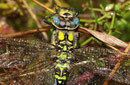 Blaugrüne Mosaikjungfer, Aeshna cyanea,  erwachsenes Männchen mit Morgentau benetzt.