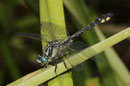 Gemeine Keiljungfer, Gomphus vulgatissimus, erwachsenes Männchen (2).