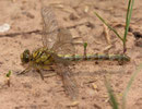 Kleine Zangenlibelle, Onychogomphus forcipatus, sehr junges Weibchen.