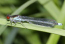 Großes Granatauge, Erythromma najas, erwachsenes Männchen (3).