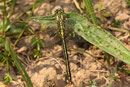 Westliche Keiljungfer, Gomphus pulchellus, erwachsenes Männchen.