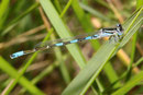 Südliche Azurjungfer, Coenagrion caerulescens, junges Männchen (2).