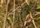 Schwarze Heidelibelle, Sympetrum danae, junges Männchen.